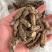 云南野生三七田七老挝纯野生三七三七粉云南文山顺丰