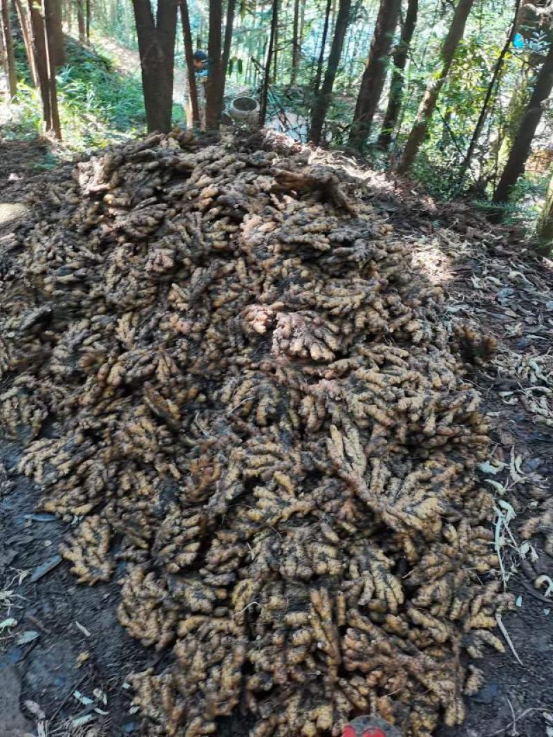 1.5元上车的货，现货20吨!