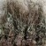 25年车前草新货水洗扎把齐手色绿车前草产地直销量大从优