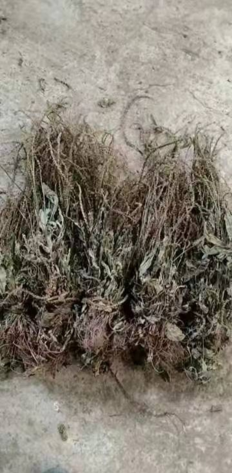 25年车前草新货水洗扎把齐手色绿车前草产地直销量大从优