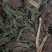 25年车前草新货水洗扎把齐手色绿车前草产地直销量大从优