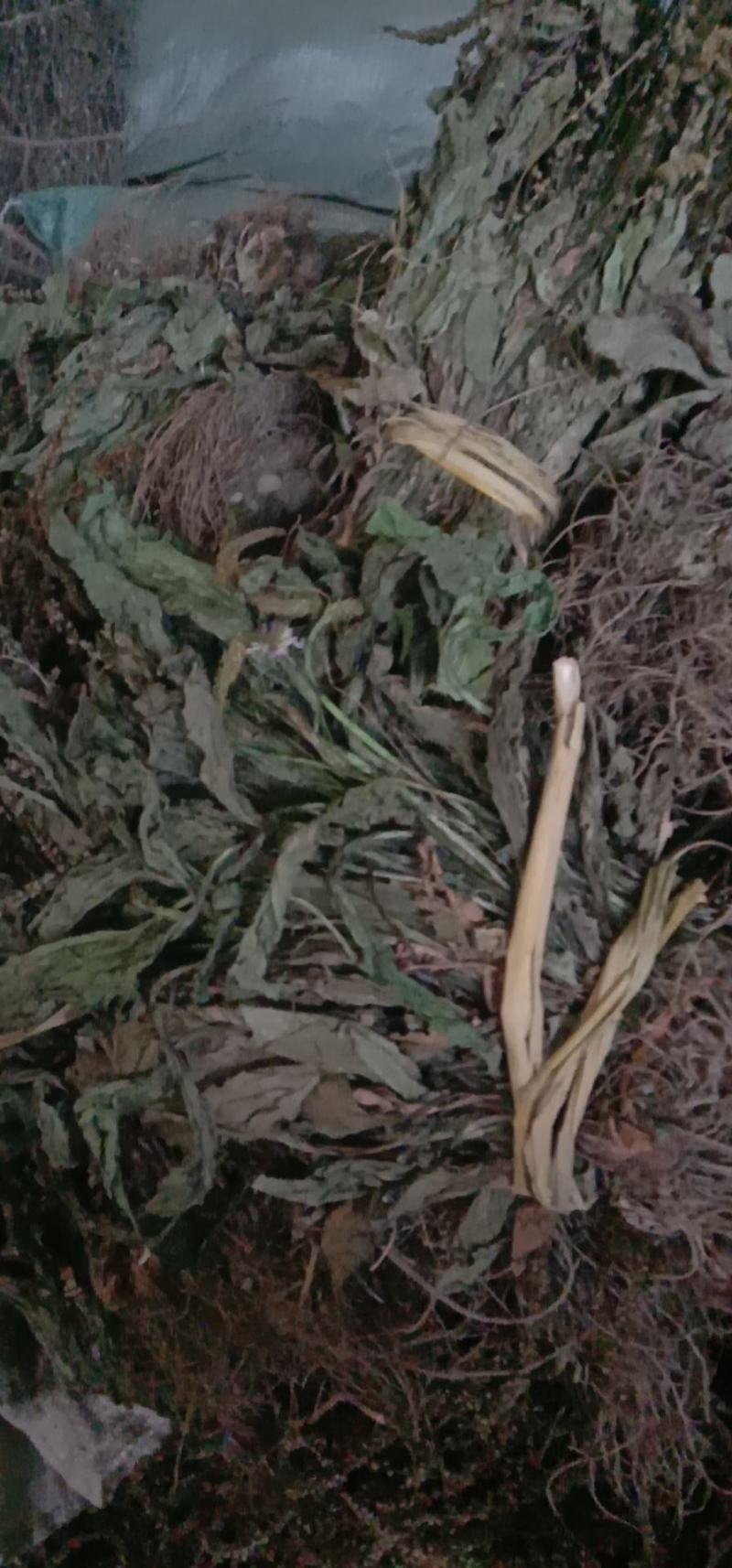 25年车前草新货水洗扎把齐手色绿车前草产地直销量大从优