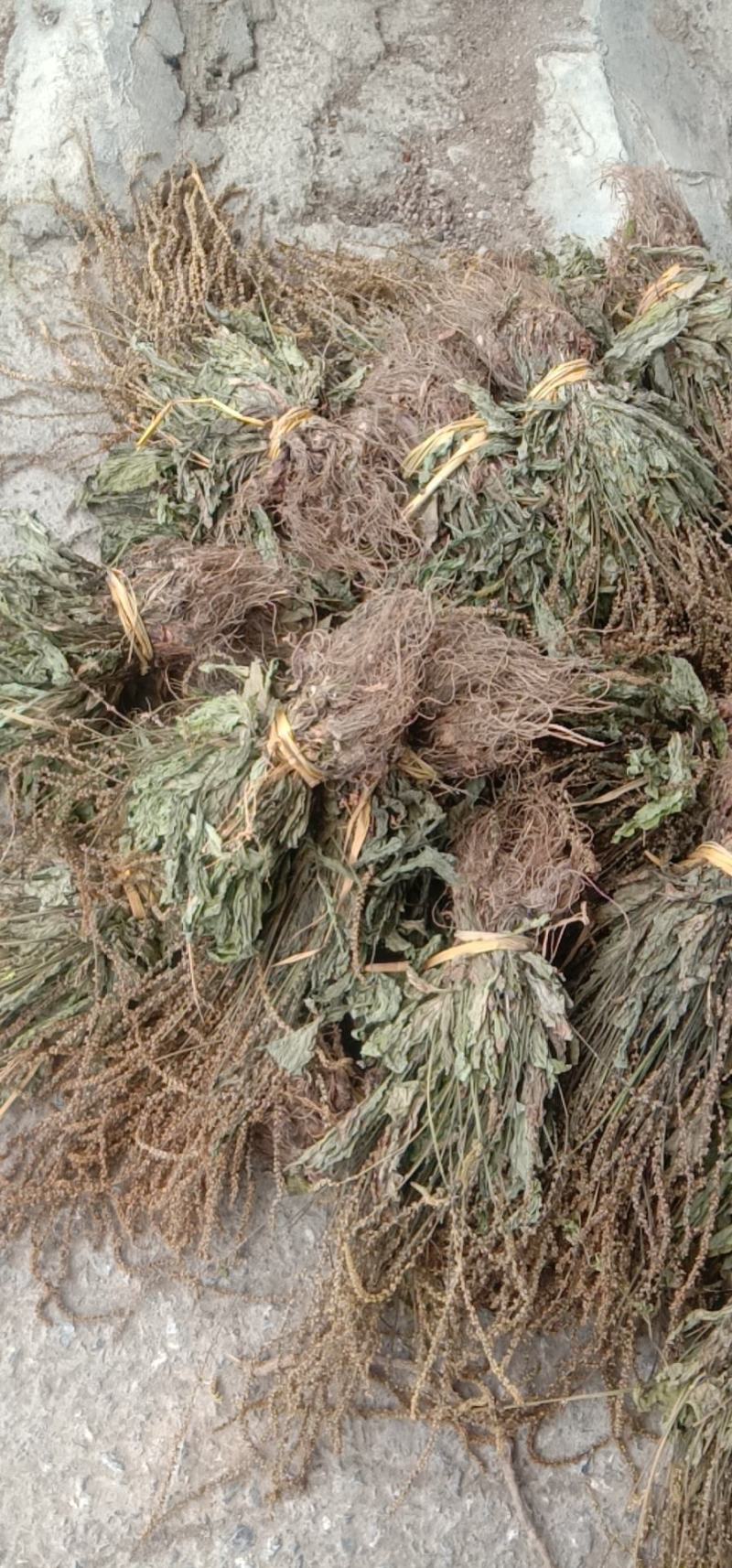 25年车前草新货水洗扎把齐手色绿车前草产地直销量大从优