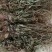 25年车前草新货水洗扎把齐手色绿车前草产地直销量大从优