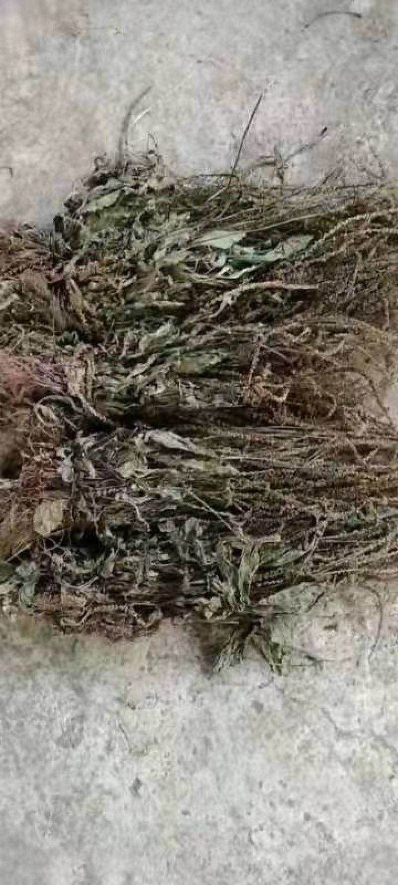 25年车前草新货水洗扎把齐手色绿车前草产地直销量大从优