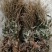 25年车前草新货水洗扎把齐手色绿车前草产地直销量大从优