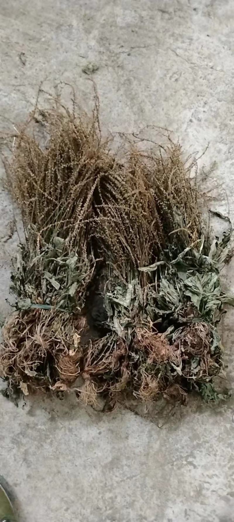 25年车前草新货水洗扎把齐手色绿车前草产地直销量大从优