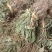 25年车前草新货水洗扎把齐手色绿车前草产地直销量大从优