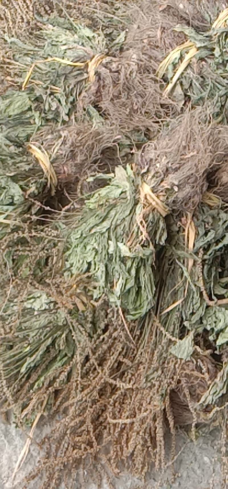 25年车前草新货水洗扎把齐手色绿车前草产地直销量大从优