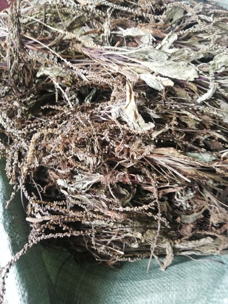 25年车前草新货水洗扎把齐手色绿车前草产地直销量大从优