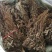 25年车前草新货水洗扎把齐手色绿车前草产地直销量大从优