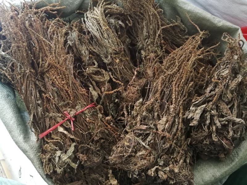 25年车前草新货水洗扎把齐手色绿车前草产地直销量大从优