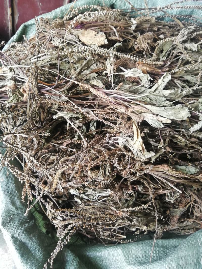 25年车前草新货水洗扎把齐手色绿车前草产地直销量大从优
