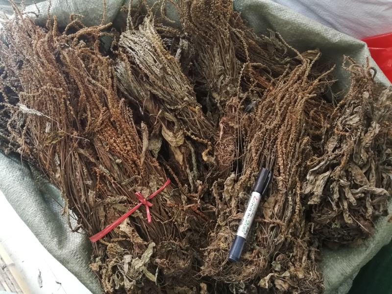 25年车前草新货水洗扎把齐手色绿车前草产地直销量大从优