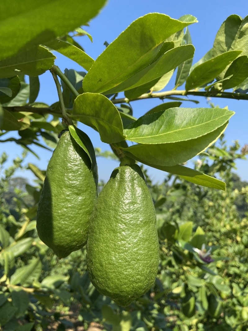 海南香水柠檬一级果子弹头独立包装代发批发水果