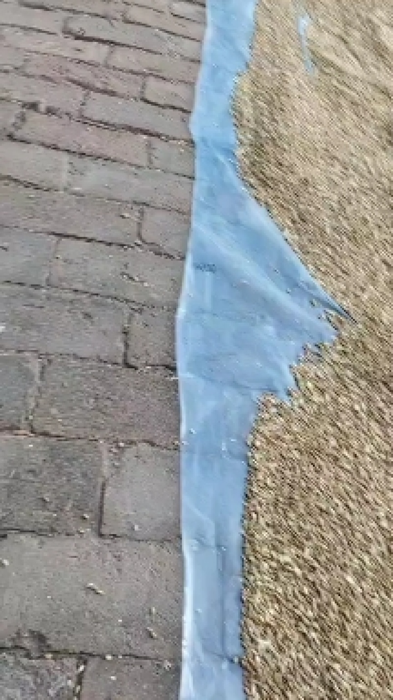 小麦，白麦山西冬小麦质量保证一手货源，欢迎来电洽谈合作