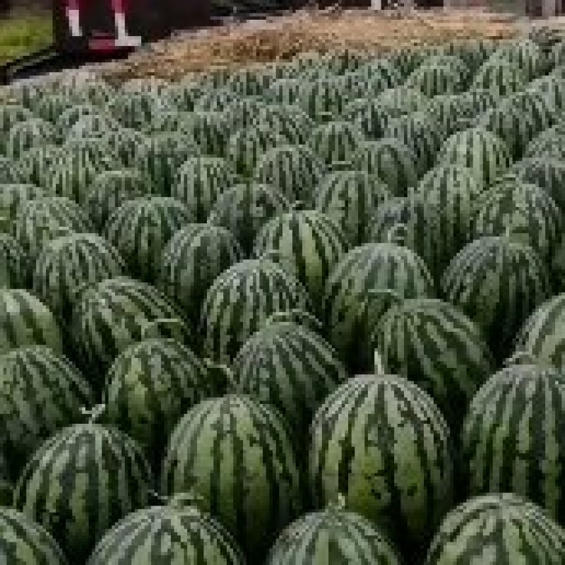 东北精品地雷西瓜大量上市，产地直发