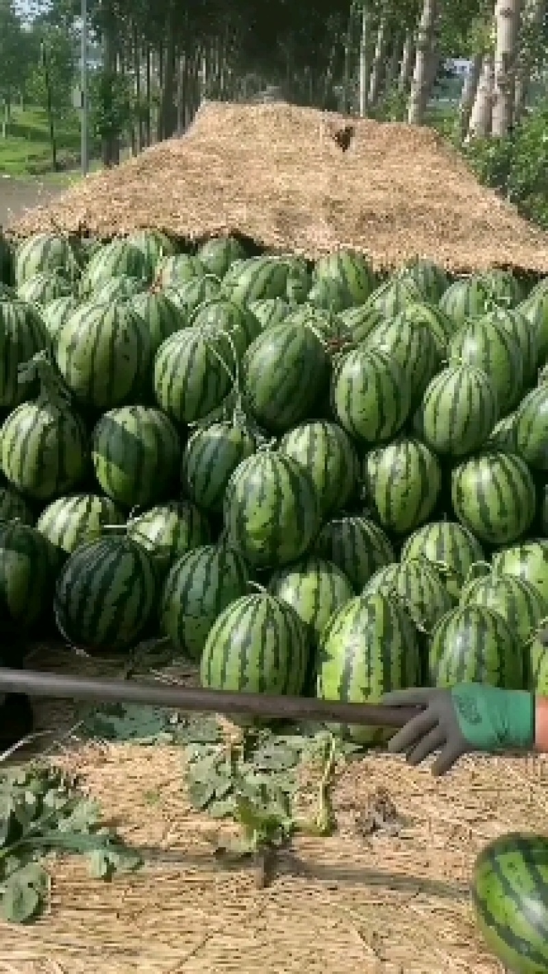 东北精品地雷西瓜大量上市，产地直发