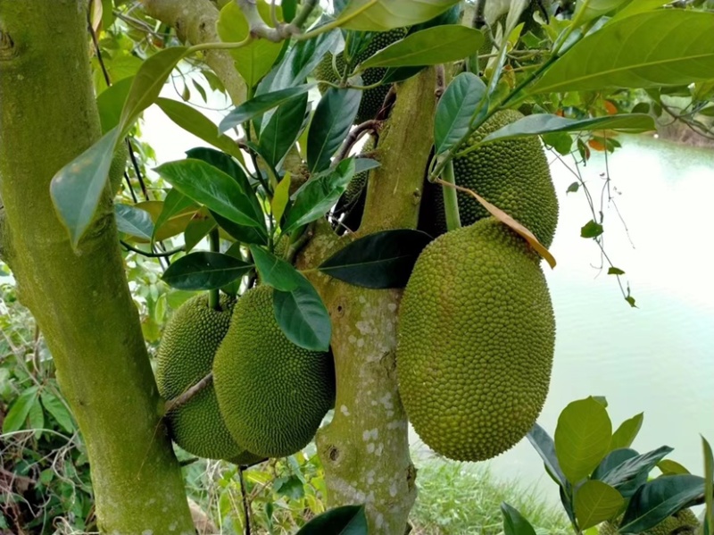 海南陵水珍珠榴莲蜜