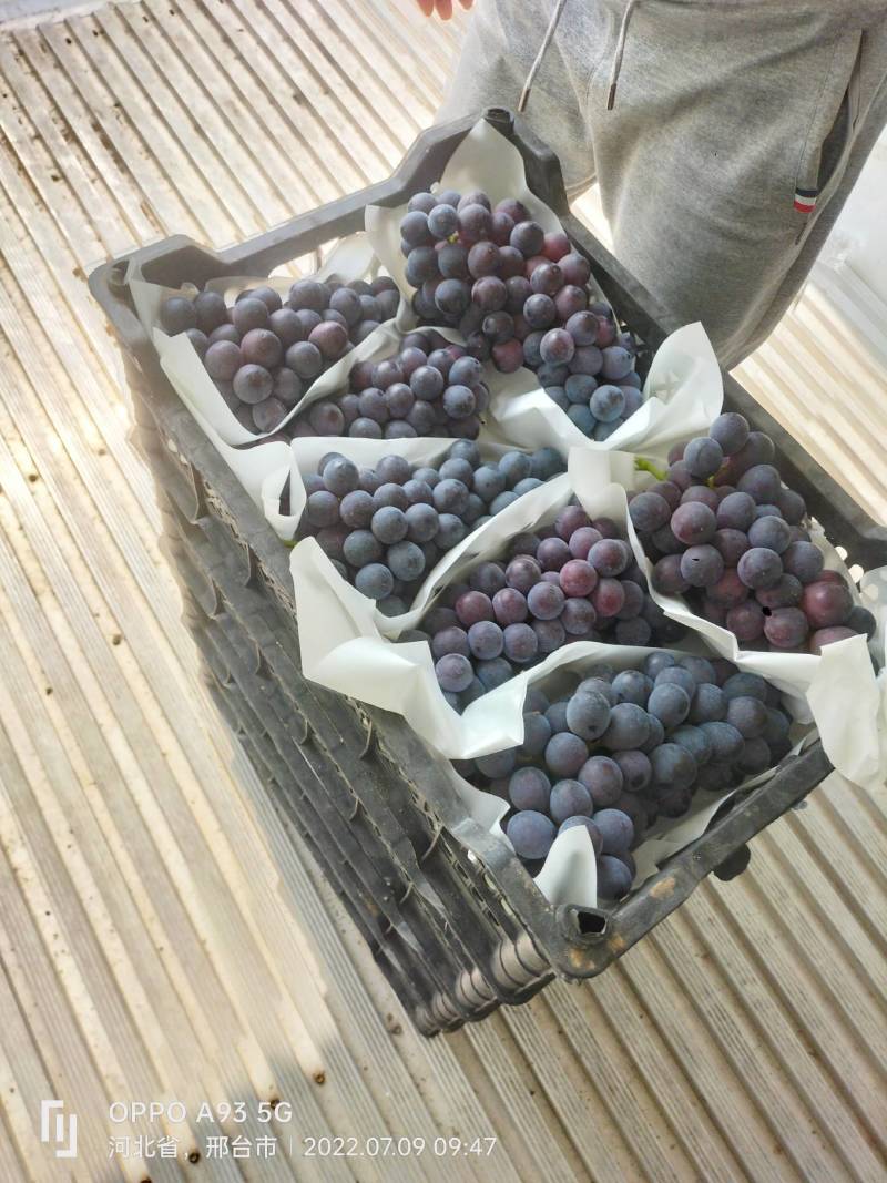 夏黑葡萄