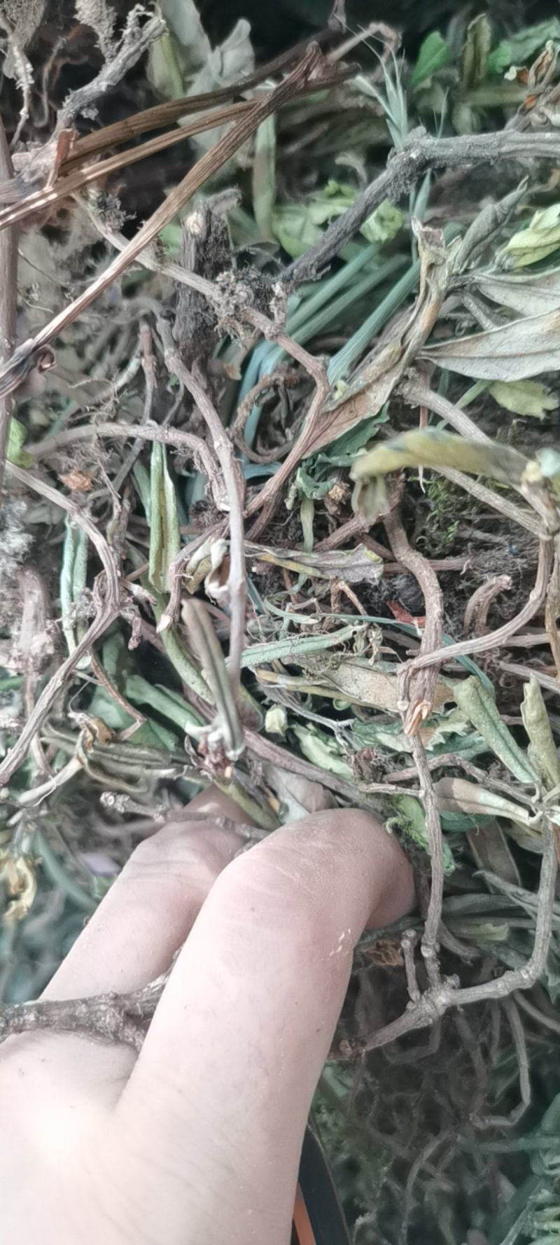 贵州中药材小叶石吊兰岩豇豆味道不苦