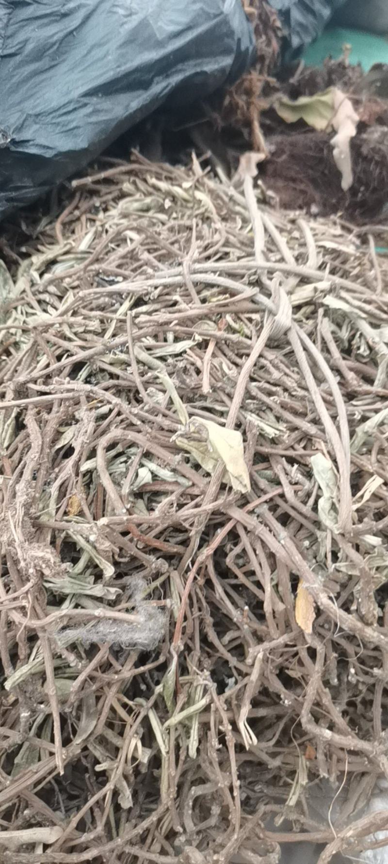 贵州中药材小叶石吊兰岩豇豆味道不苦