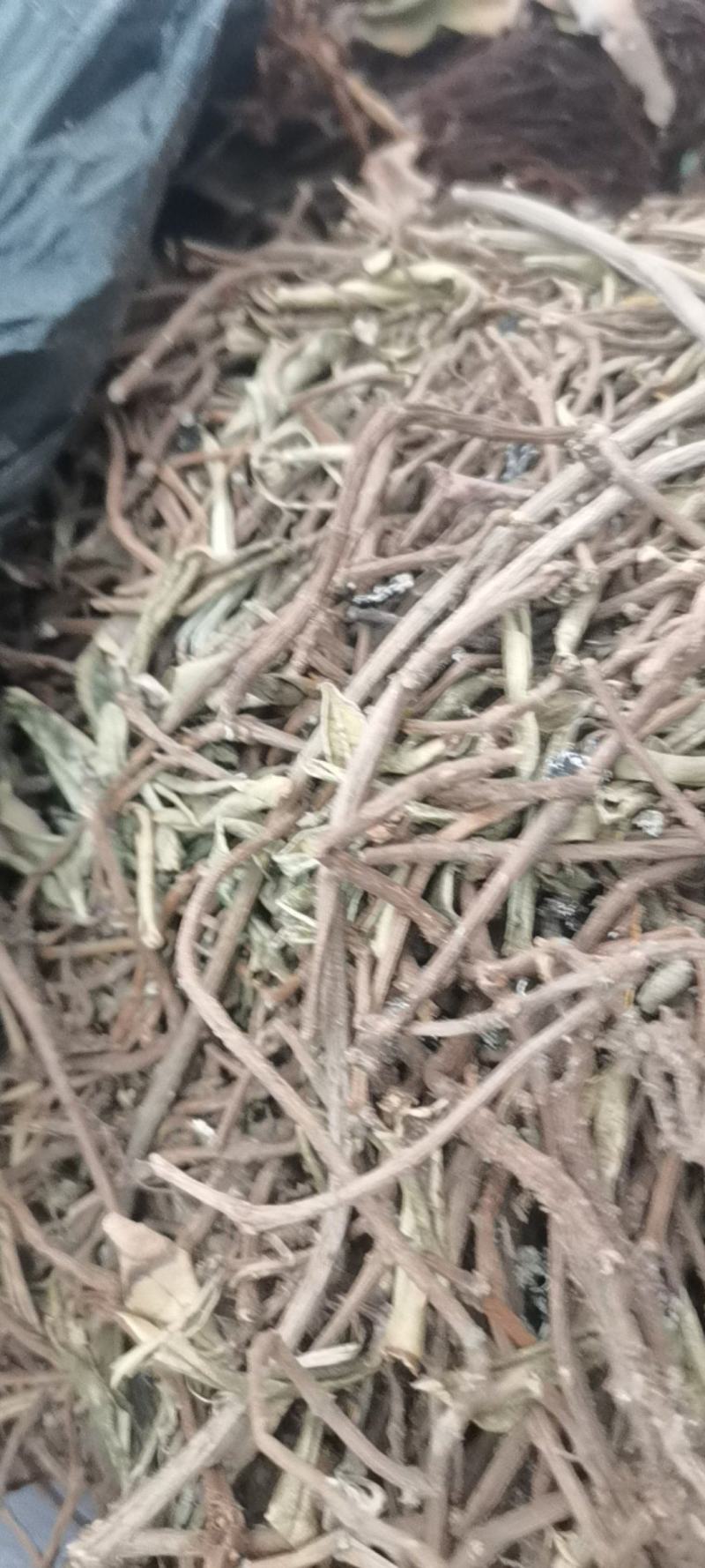 贵州中药材小叶石吊兰岩豇豆味道不苦