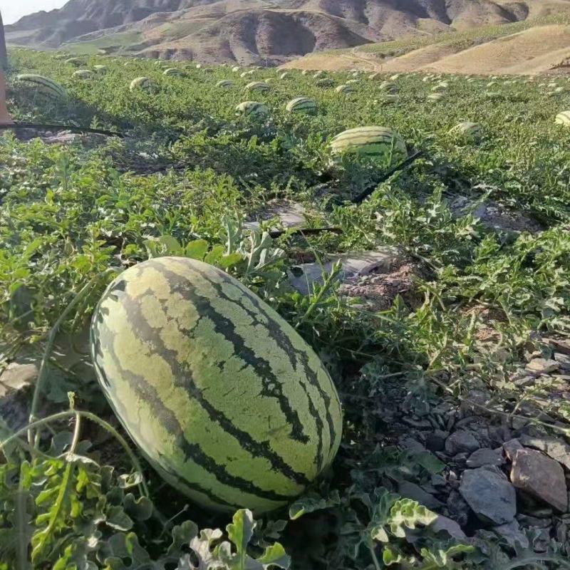 宁夏旱地金花6号西瓜，山地种植视频看货欢迎来电咨询