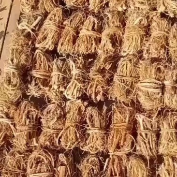 野生五指毛桃