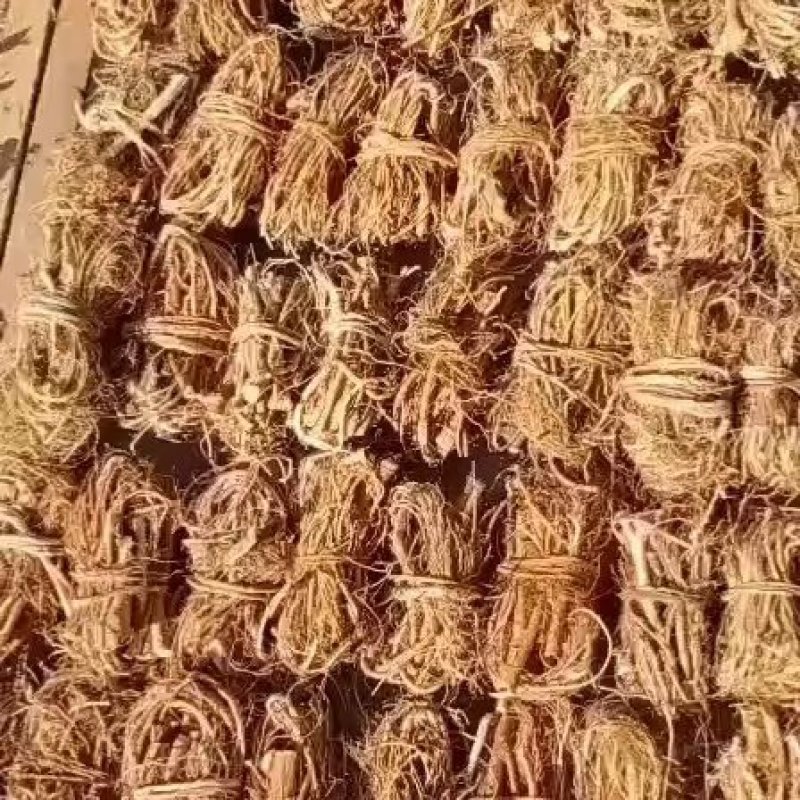 野生五指毛桃