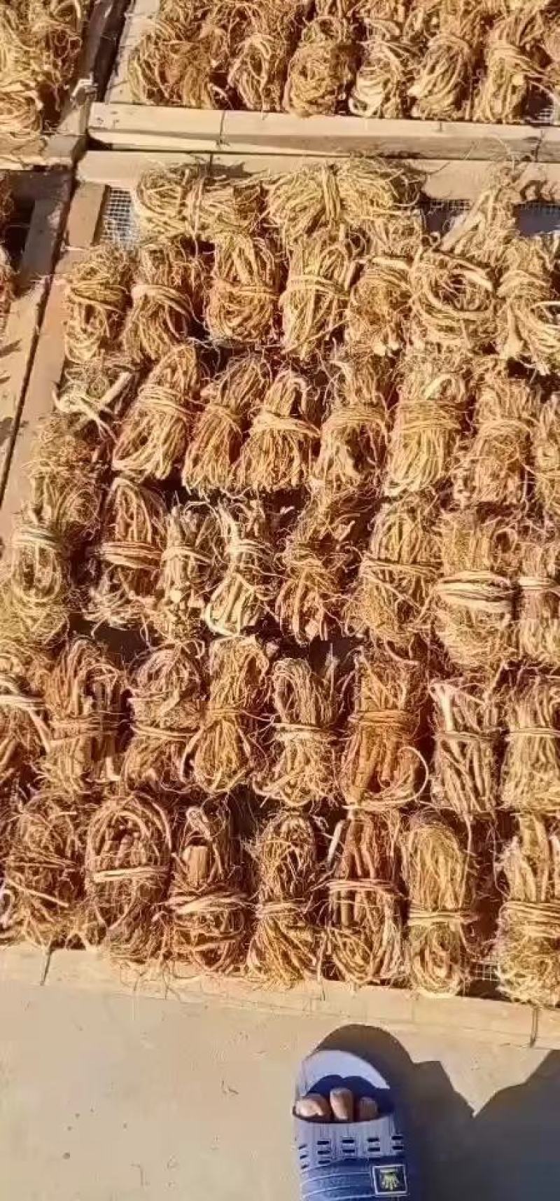 野生五指毛桃