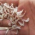 山东渤海湾无盐烘干虾皮