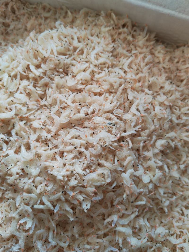 山东渤海湾无盐烘干虾皮