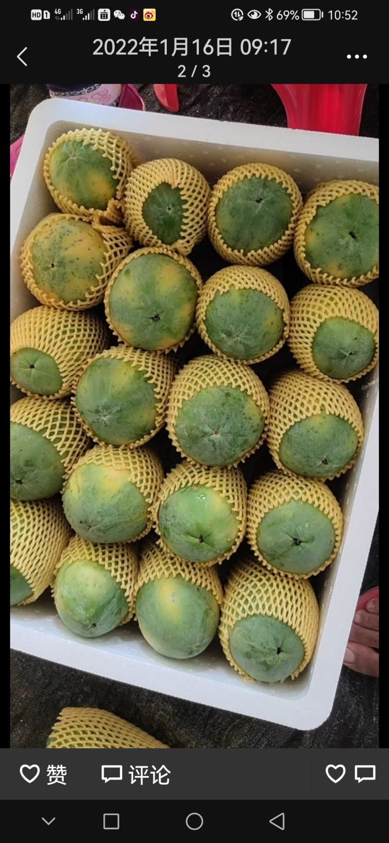 广东省徐闻县精品青木瓜，一手货源，品质保证，欢迎光临。