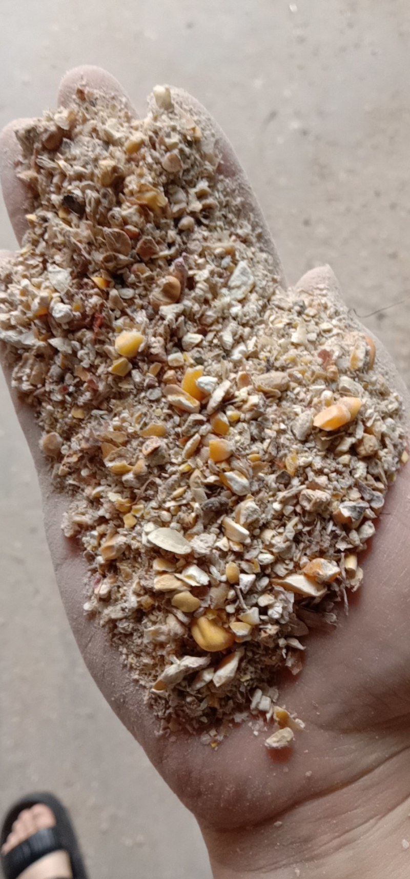 烘干粮碎玉米，养殖户（喂鸡鸭鹅）用降低成本