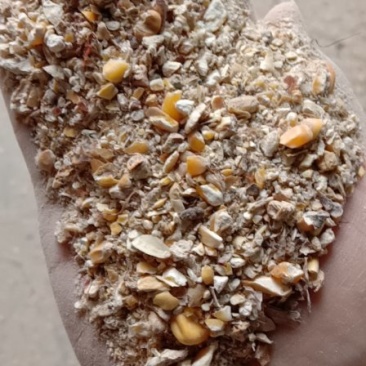 烘干粮碎玉米，养殖户（喂鸡鸭鹅）用降低成本