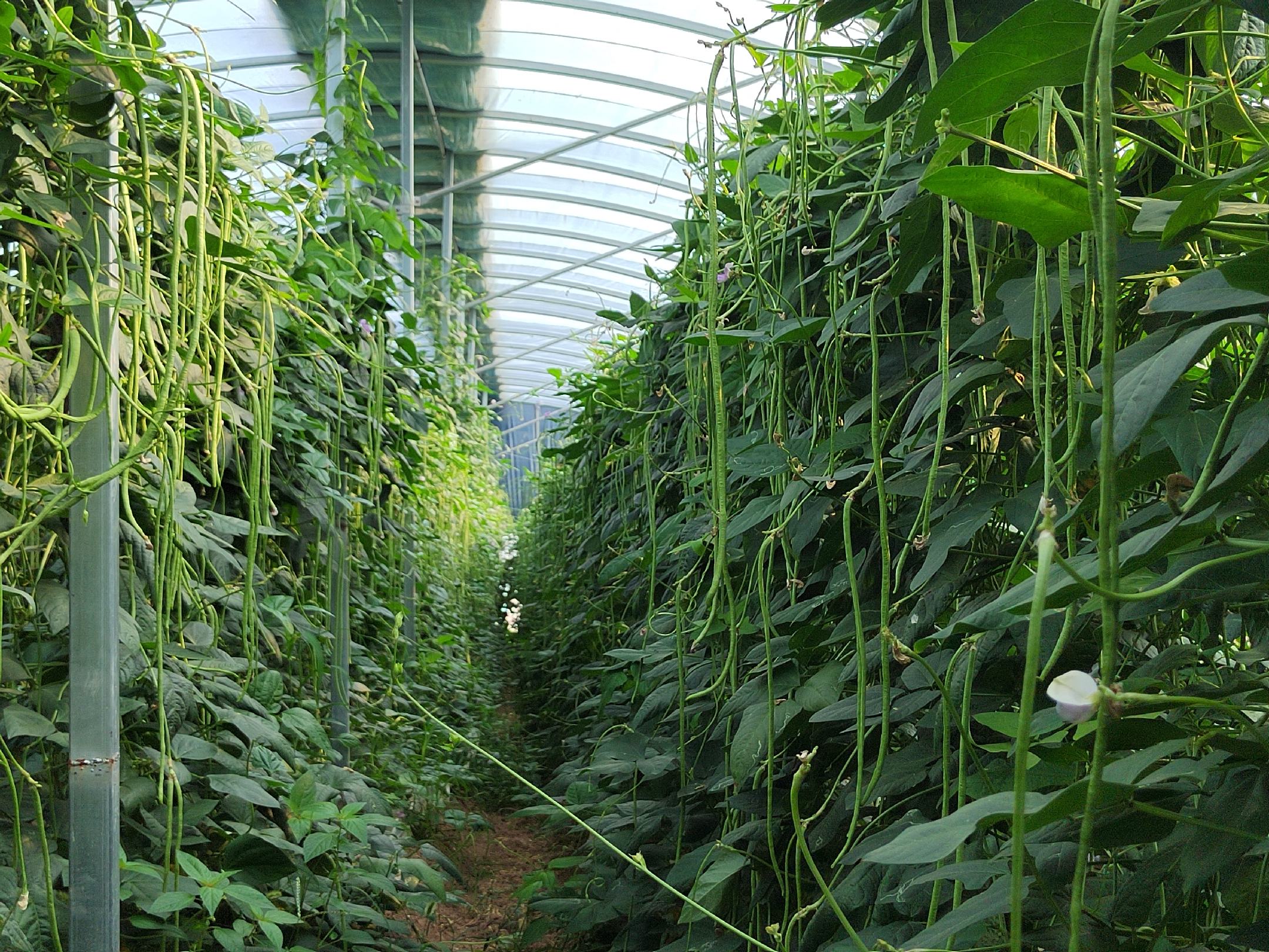 温室大棚中种植的豆角植株