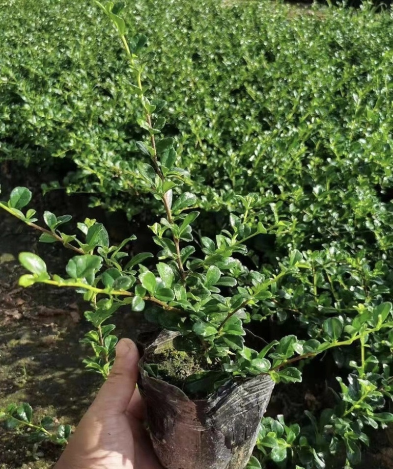 大量出售各规格的福建茶有须联系我价格优惠