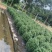大量出售各规格的福建茶有须联系我价格优惠