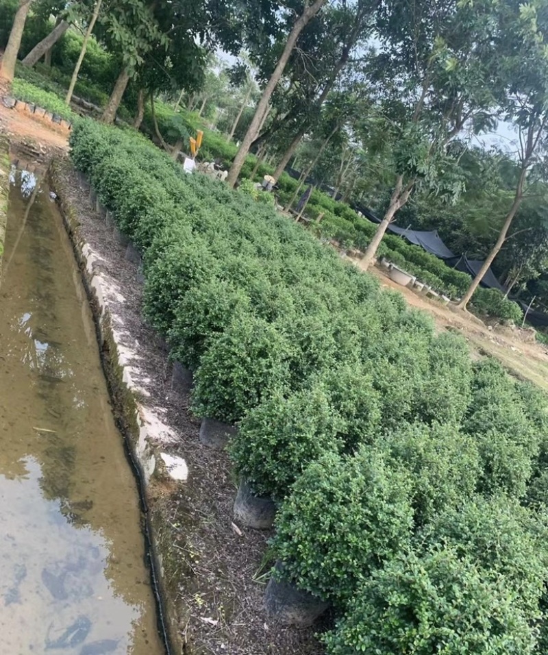 大量出售各规格的福建茶有须联系我价格优惠
