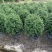 大量出售各规格的福建茶有须联系我价格优惠
