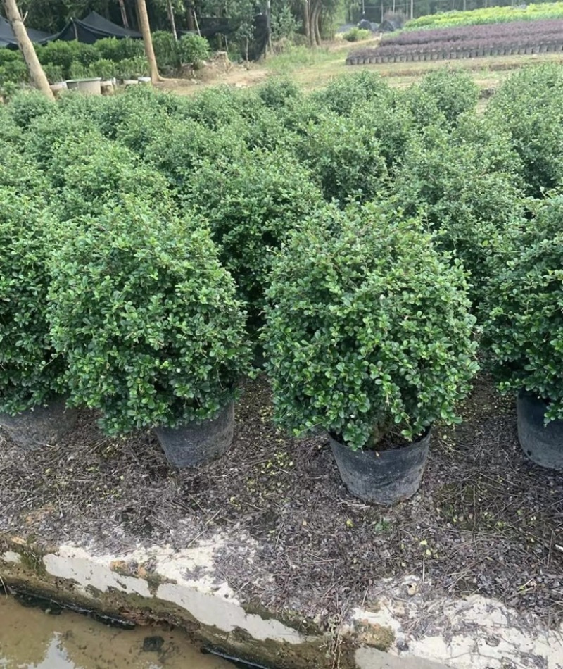 大量出售各规格的福建茶有须联系我价格优惠