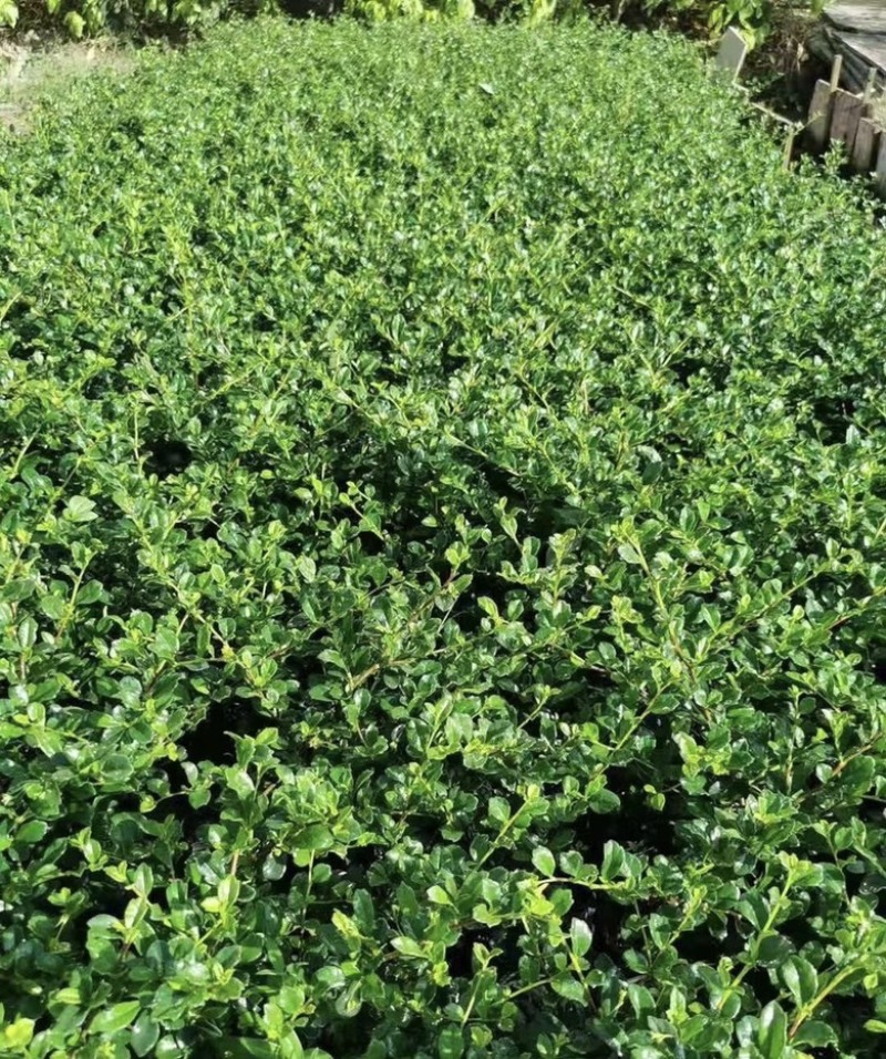 大量出售各规格的福建茶有须联系我价格优惠