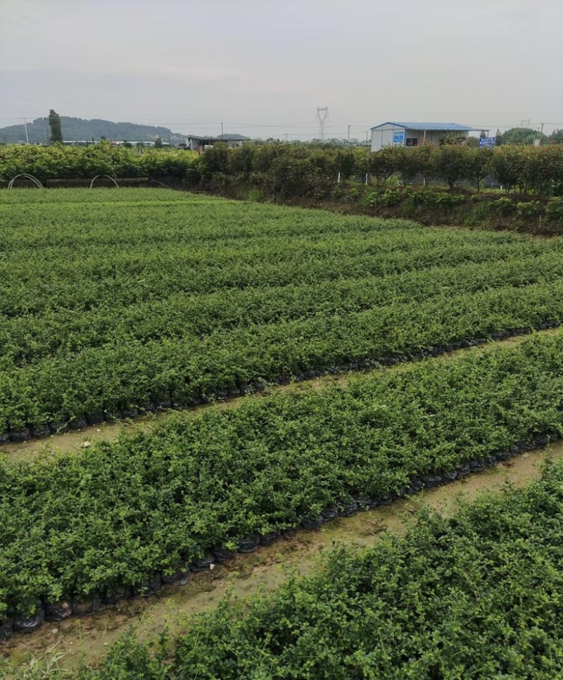 大量出售各规格的福建茶有须联系我价格优惠