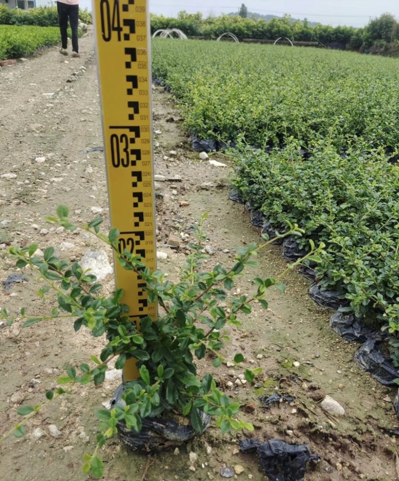 大量出售各规格的福建茶有须联系我价格优惠