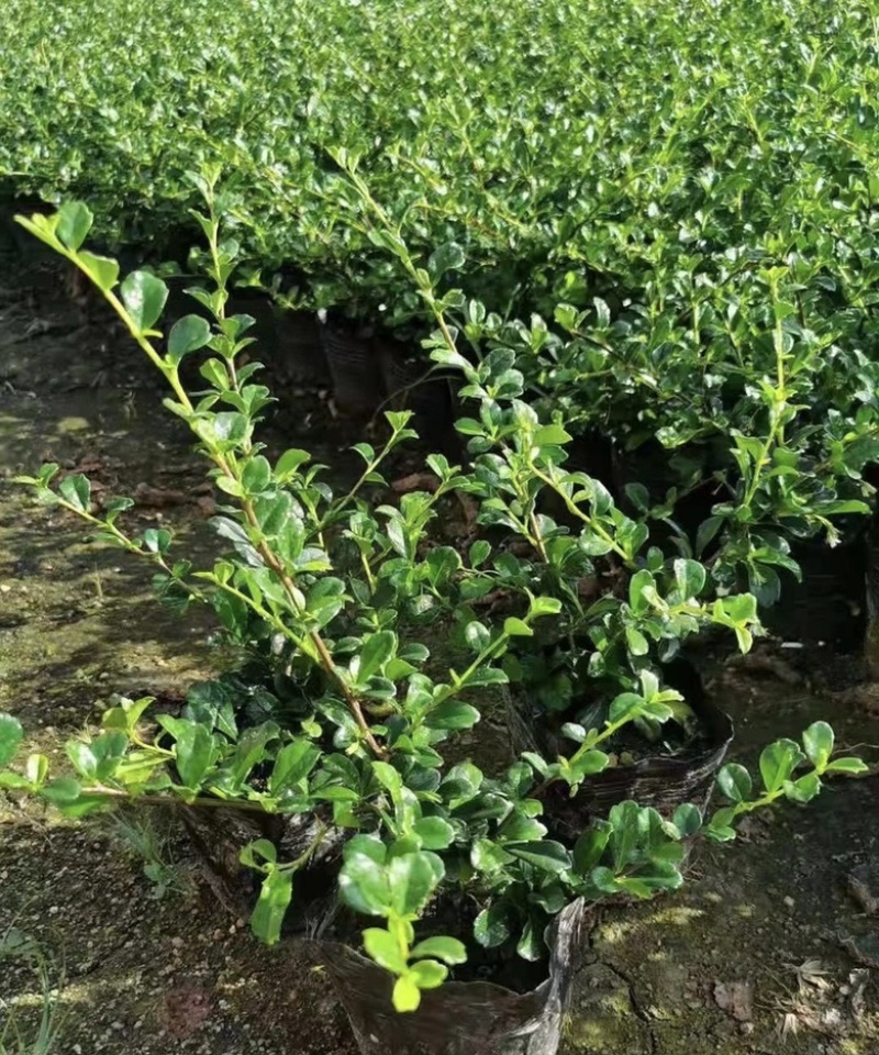 大量出售各规格的福建茶有须联系我价格优惠