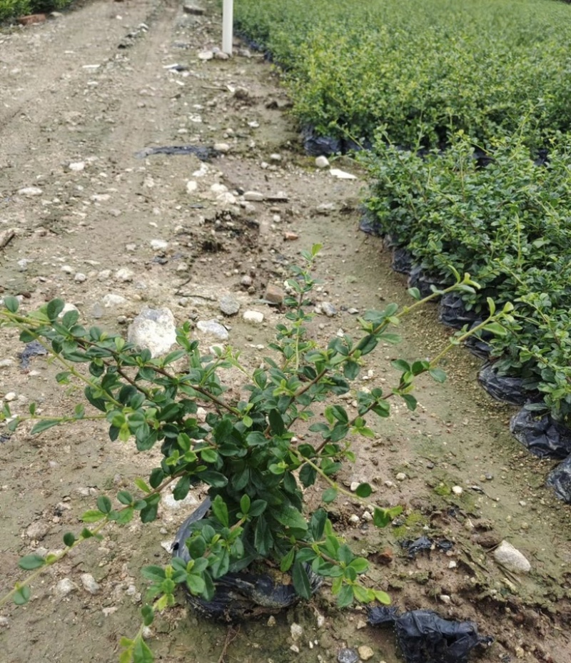 大量出售各规格的福建茶有须联系我价格优惠