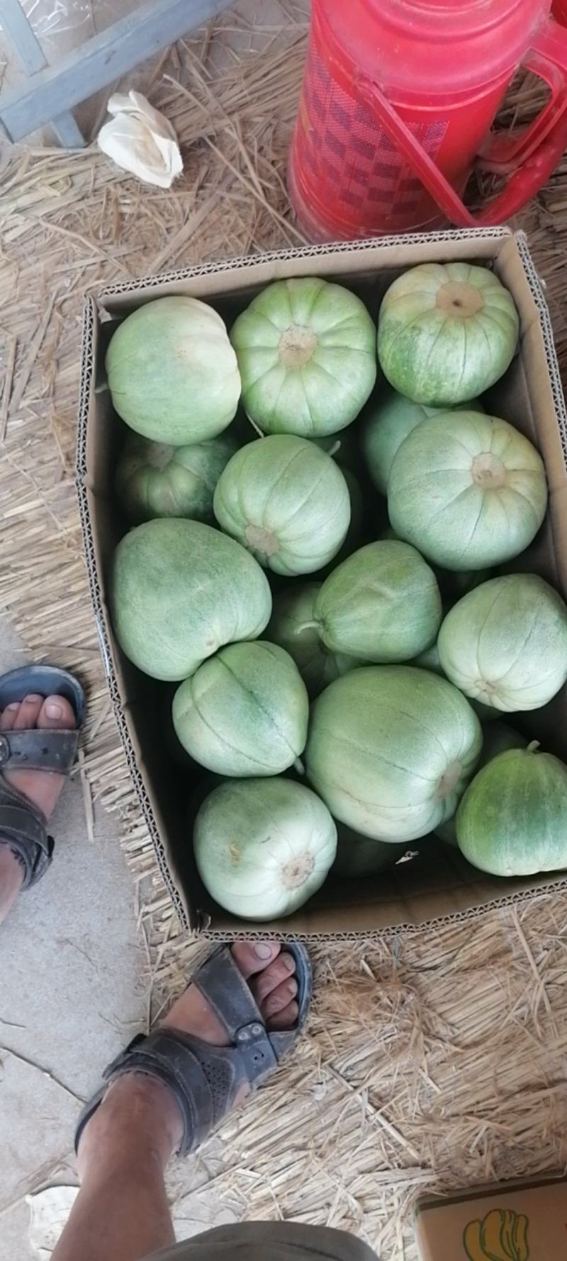 东昊运绿宝甜瓜