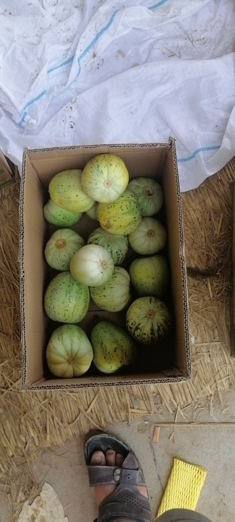 东昊运绿宝甜瓜