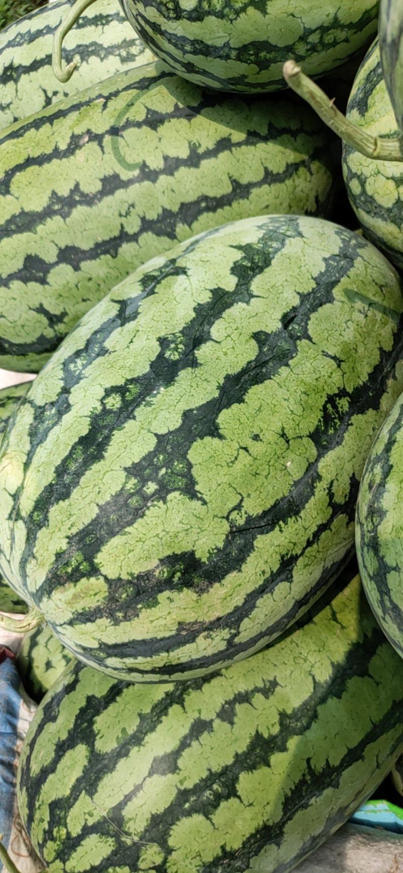 花长瓜冠龙系列大量走货中有需要的来品质保证